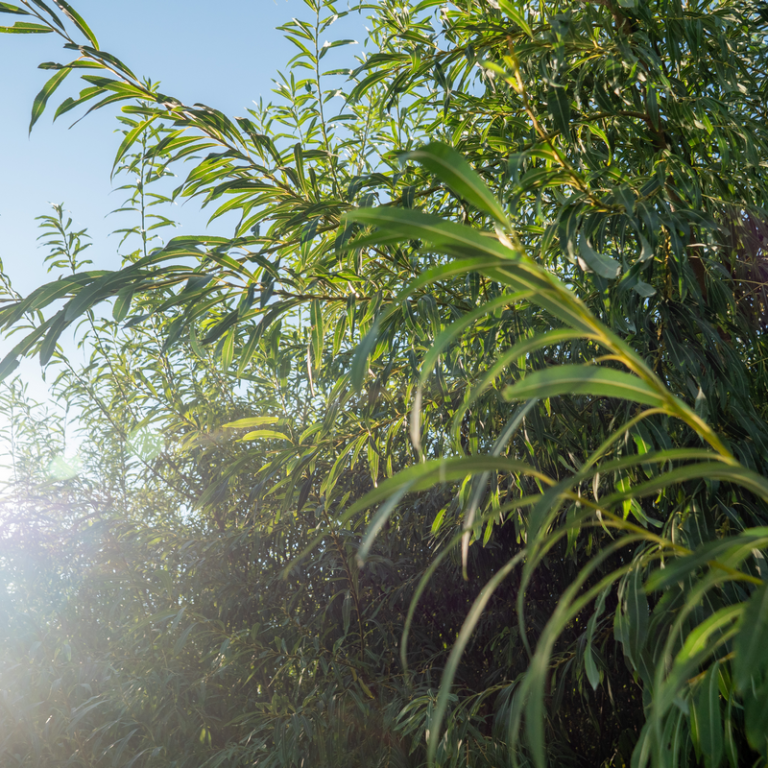 Des saules pour protéger l’eau, la biodiversité et… les budgets municipaux