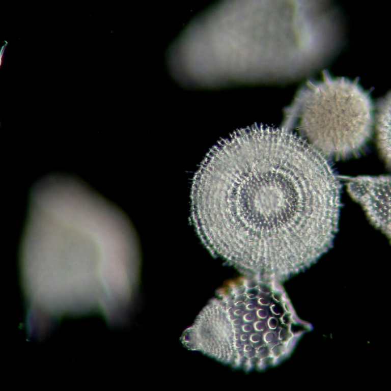 Le plancton peut agir sur le climat