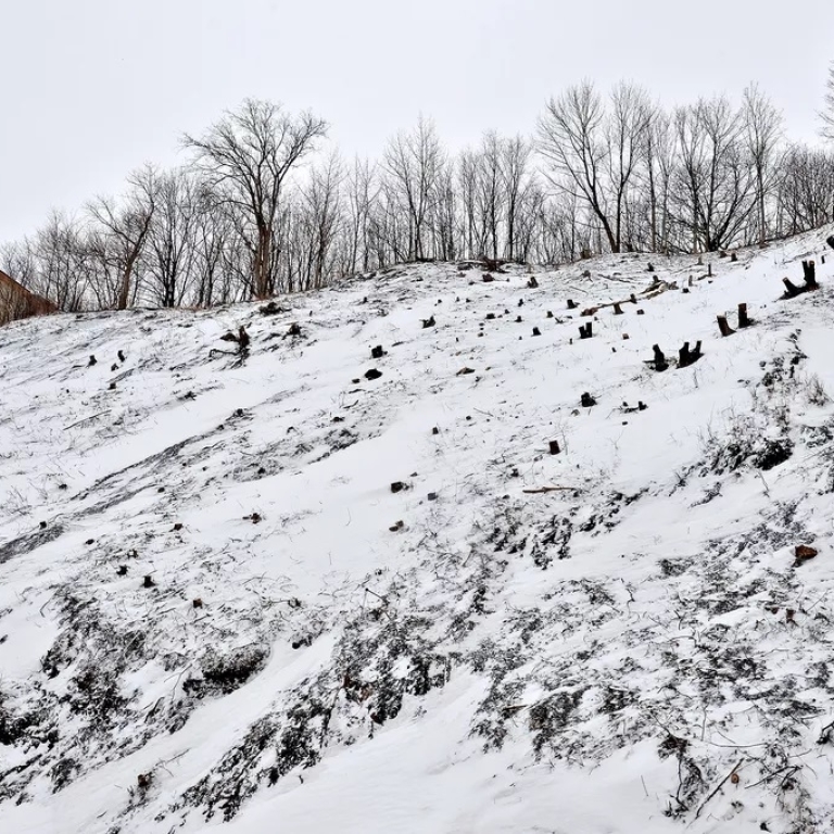 Geste troublant – Coupe à blanc dans la falaise du Cap Blanc