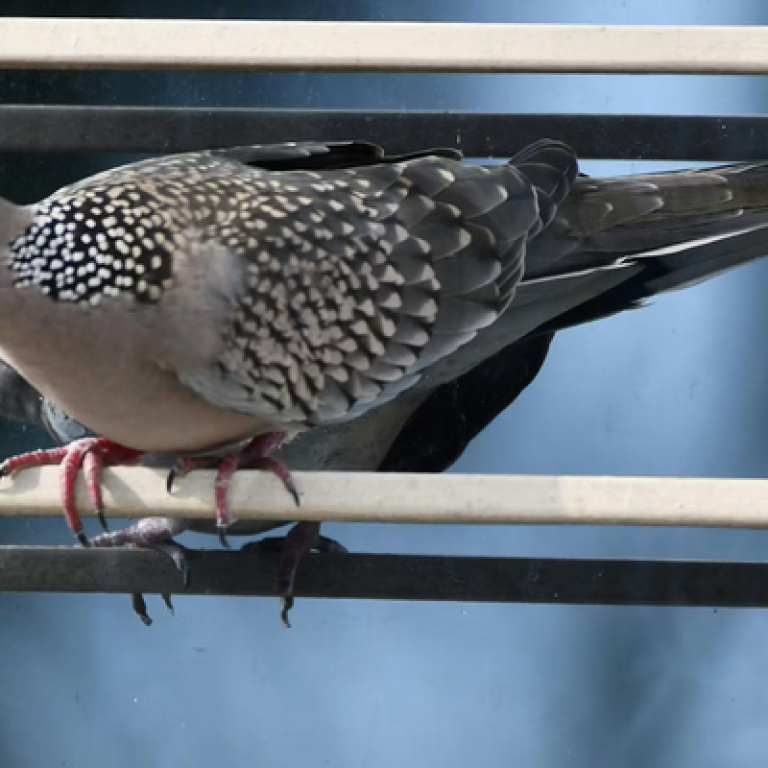 Pour prot&eacute;ger les oiseaux, les vitres anticollision doivent devenir la norme