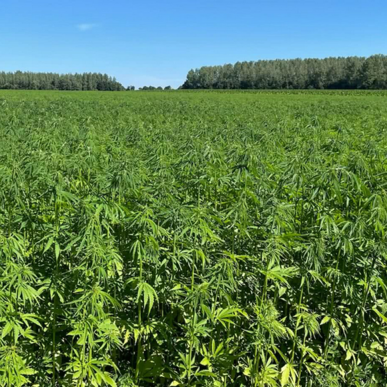 Expérience chanvre au Québec – Développer le marché