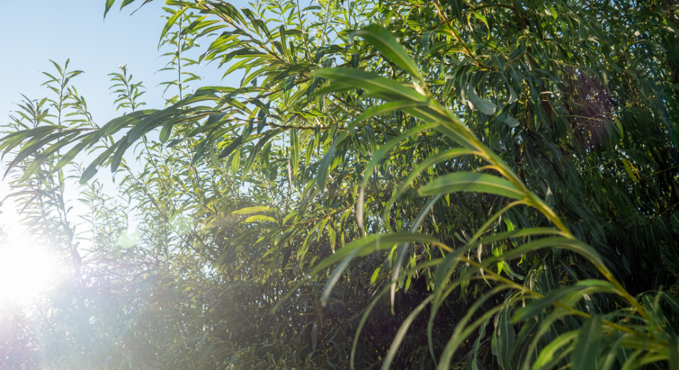 Des saules pour protéger l’eau, la biodiversité et… les budgets municipaux