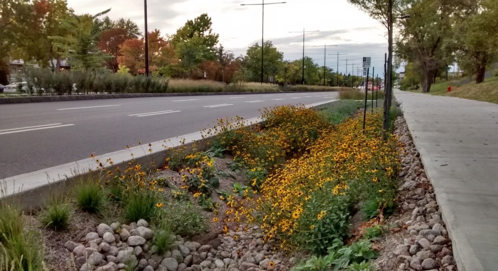 Les phytotechnologies à la rescousse des villes