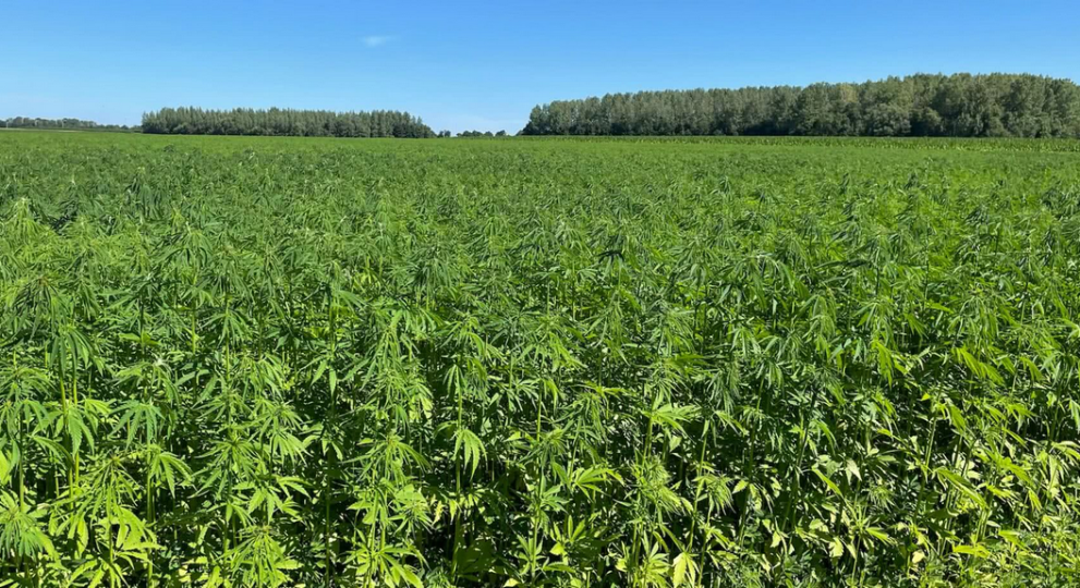 Expérience chanvre au Québec – Développer le marché